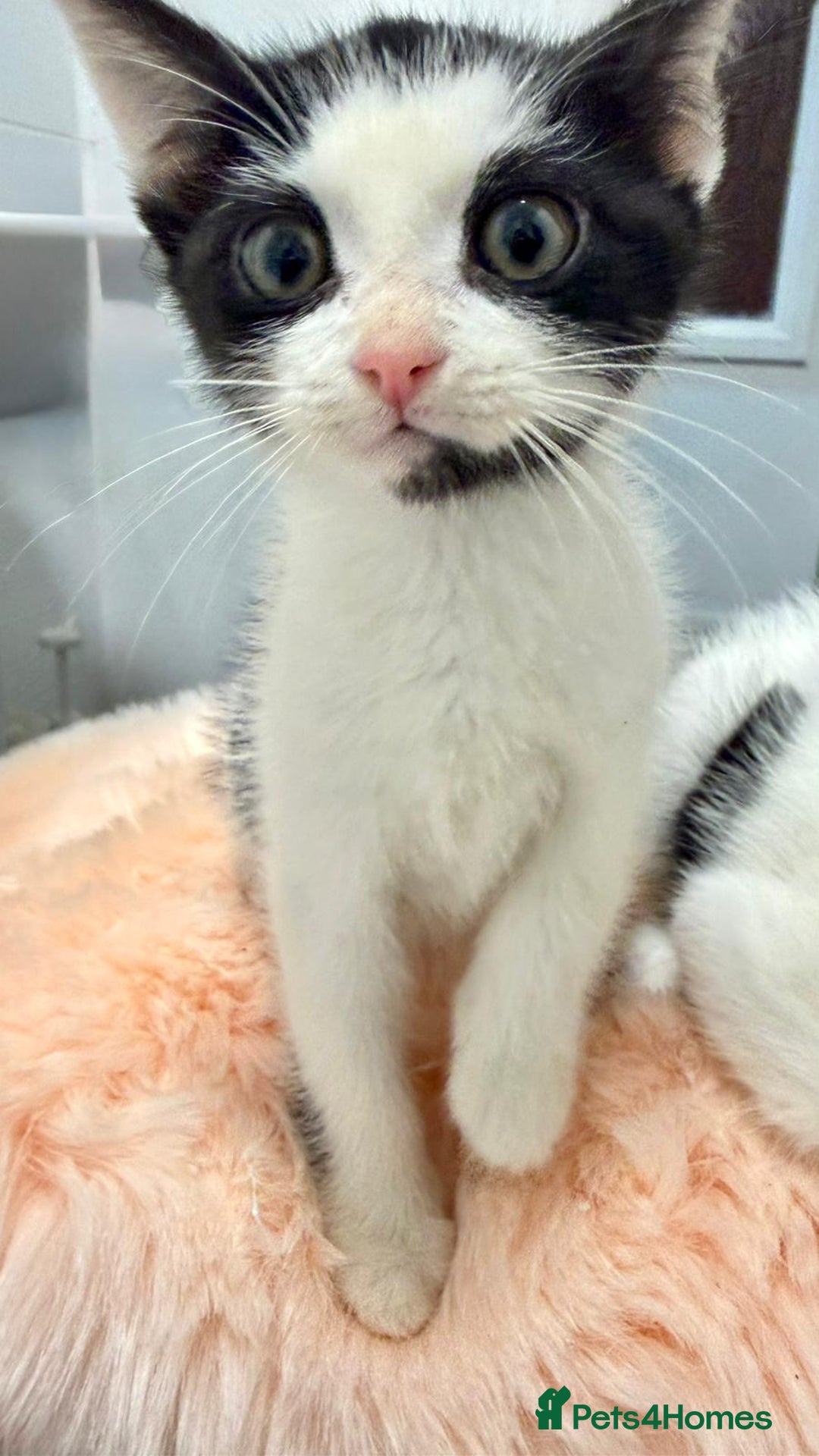 Mixed Breed cats for sale: Mixed kittens  - Advert 2