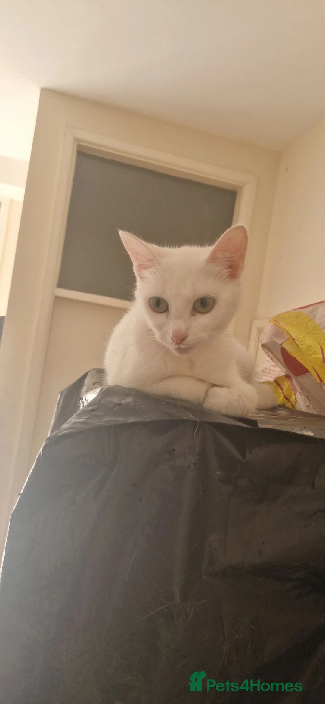 Mixed Breed cats for sale: 2 Adult cats, 2 Kittens - Advert 2