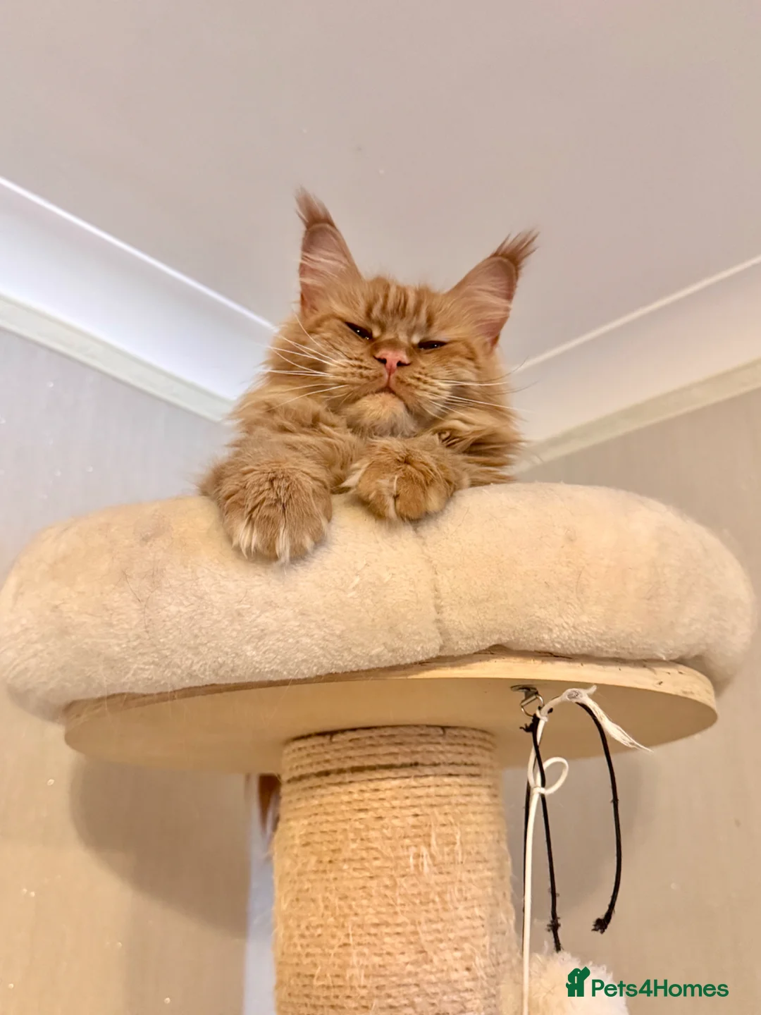 Maine Coon cats for sale: 🌟🌟Jadore  – Beautiful Girl Maine Coon 🌟🌟 - Advert 5