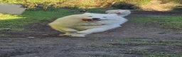 Samoyed dogs for stud: Boy jupiter  in Slough - Advert 3