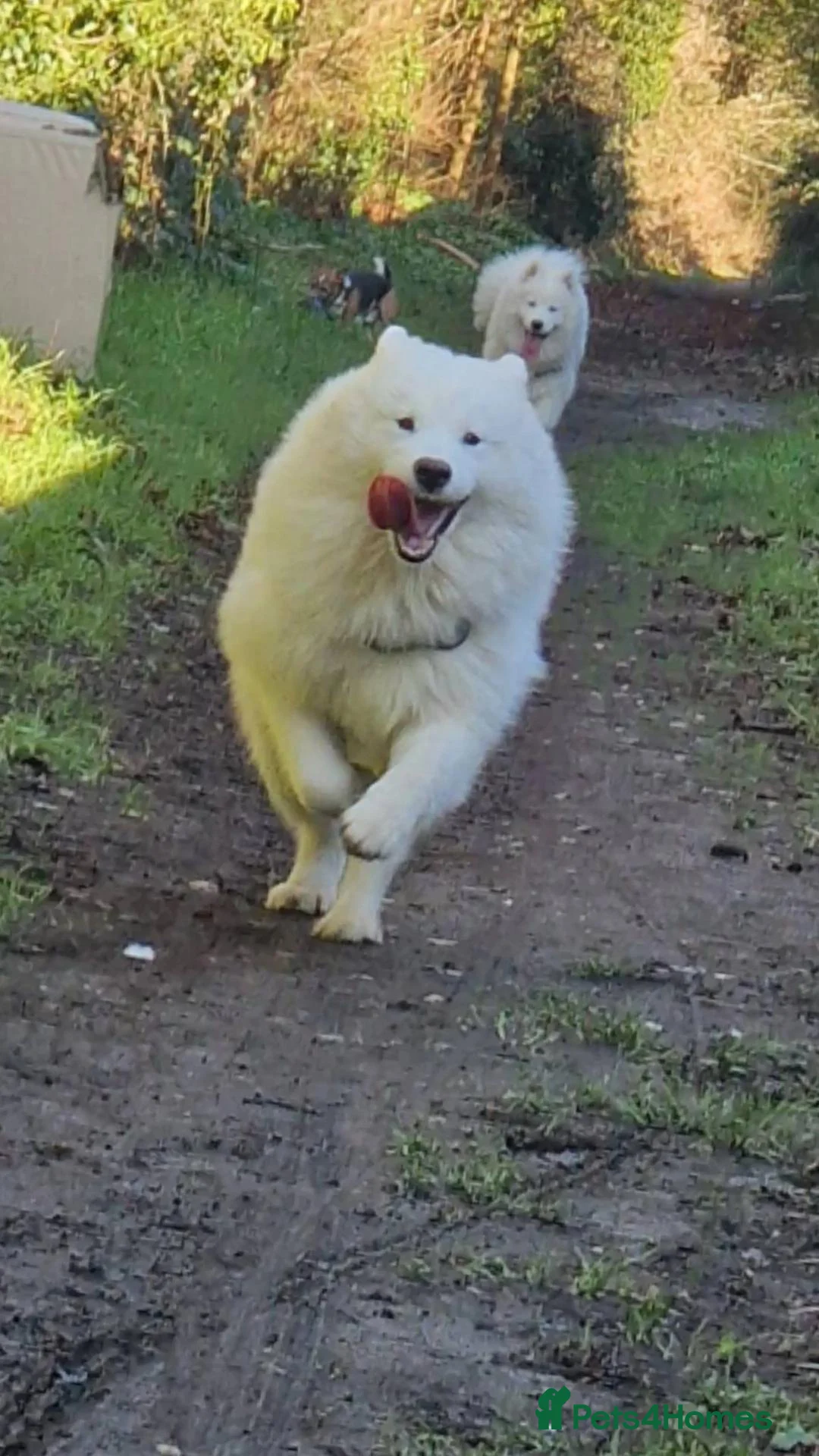 Samoyed dogs for stud: Boy jupiter  in Slough - Advert 3