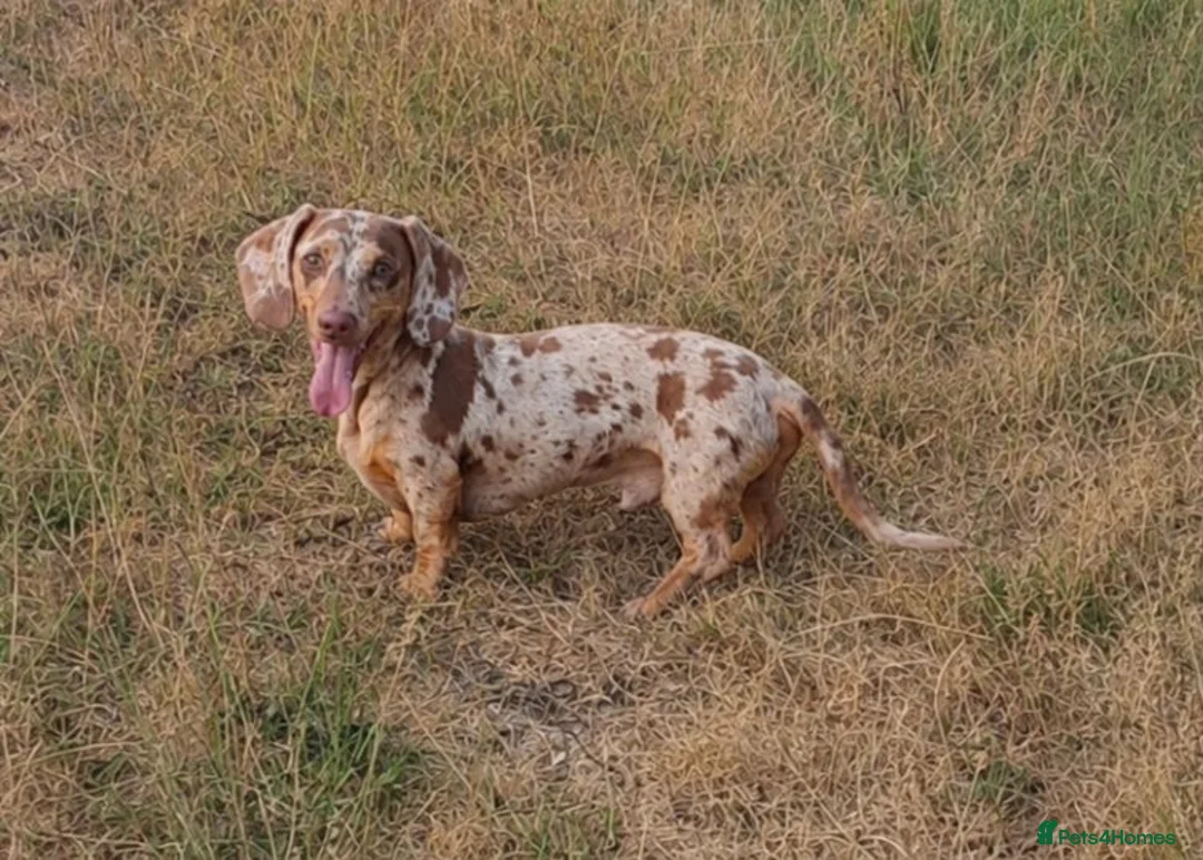 Miniature Dachshund dogs for stud: For stud only. in Grimsby - Advert 1