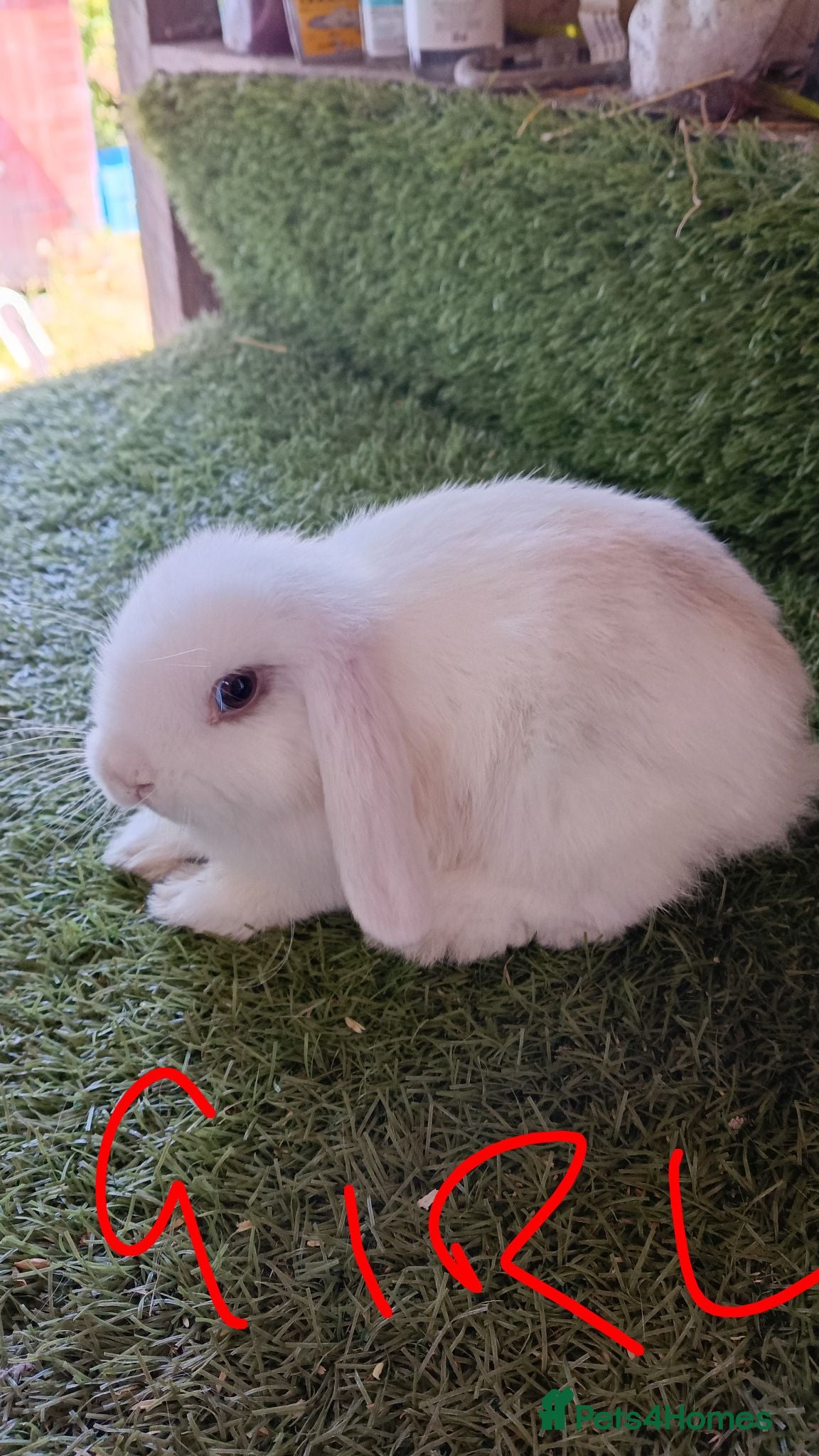 Mini Lop rabbits Mini lops  - Advert 8