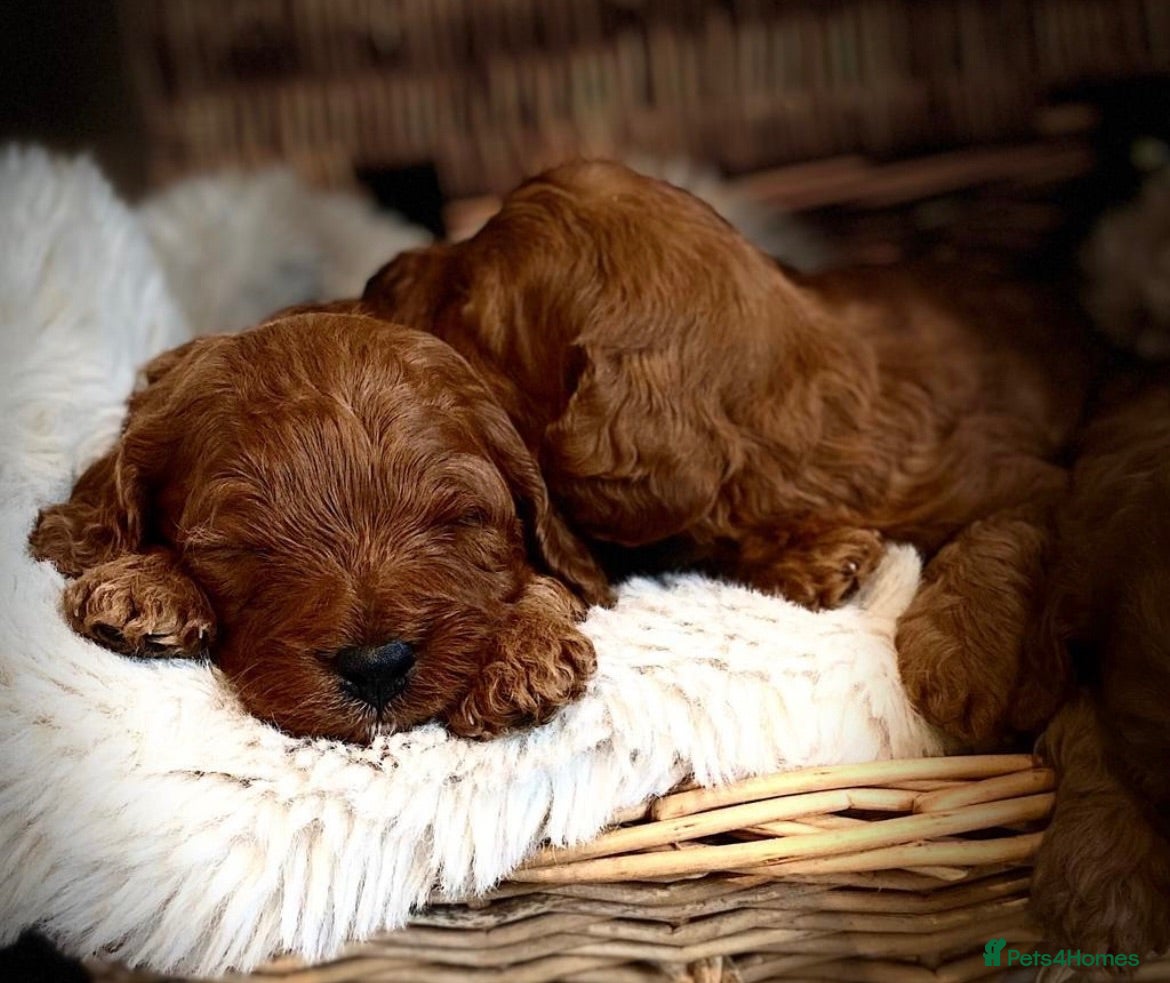 Cavapoo dogs F1B cavapoo litter  - Advert 5