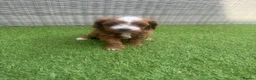 Cavapoo dogs for sale: 2 beautiful female cavapoos - Advert 9
