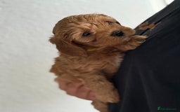 Cavapoo dogs for sale: 6 Beautiful Toy Cavapoo Girls  - Image 19