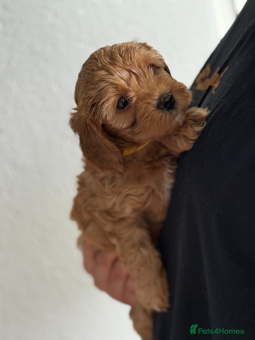 Cavapoo dogs for sale: 6 Beautiful Toy Cavapoo Girls  - Image 19