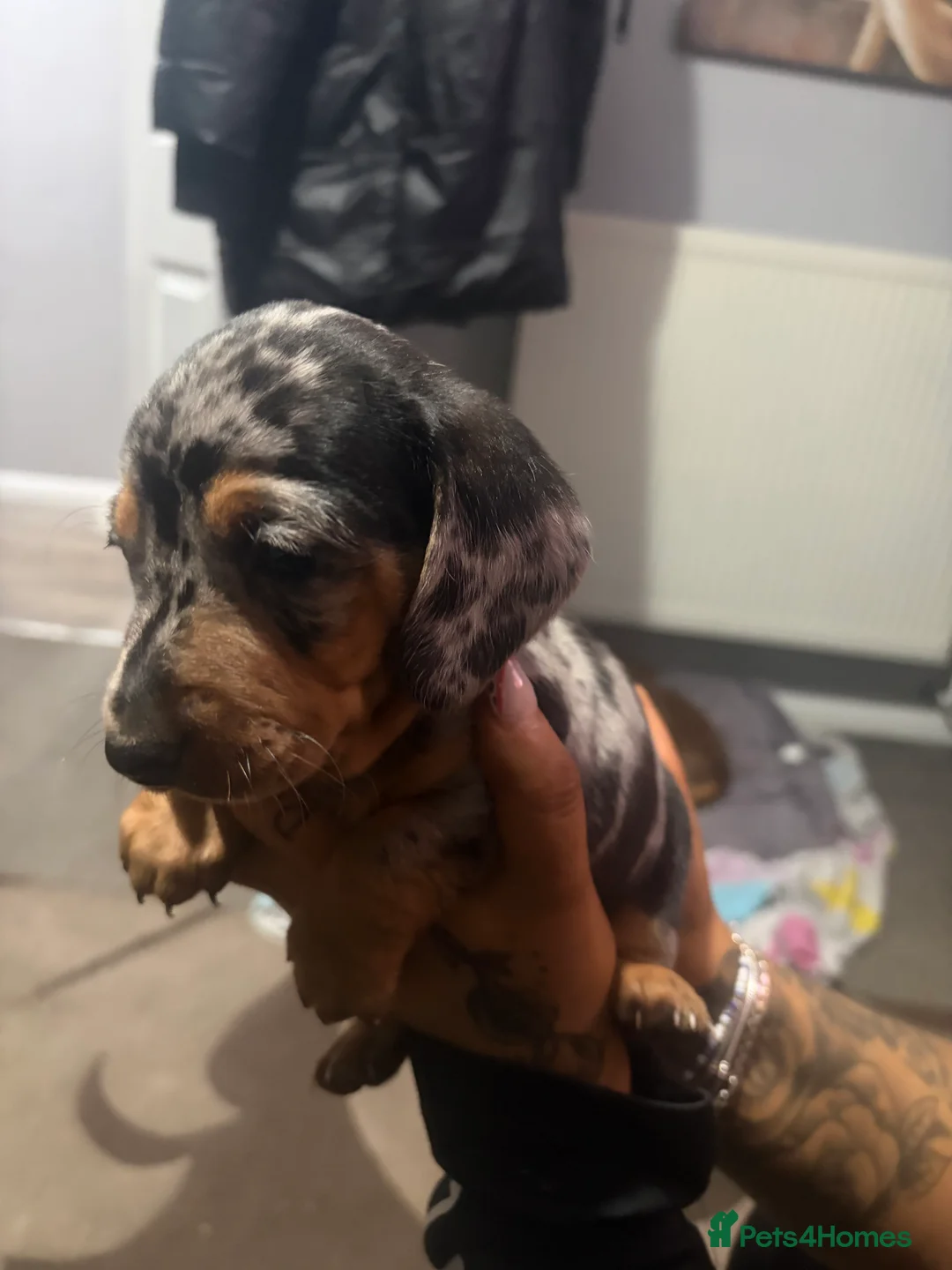 Dachshund dogs for sale: 2 boy Miniture dashund puppies for sale  - Advert 5