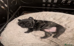 French Bulldog dogs for sale: French bulldog  - Image 4