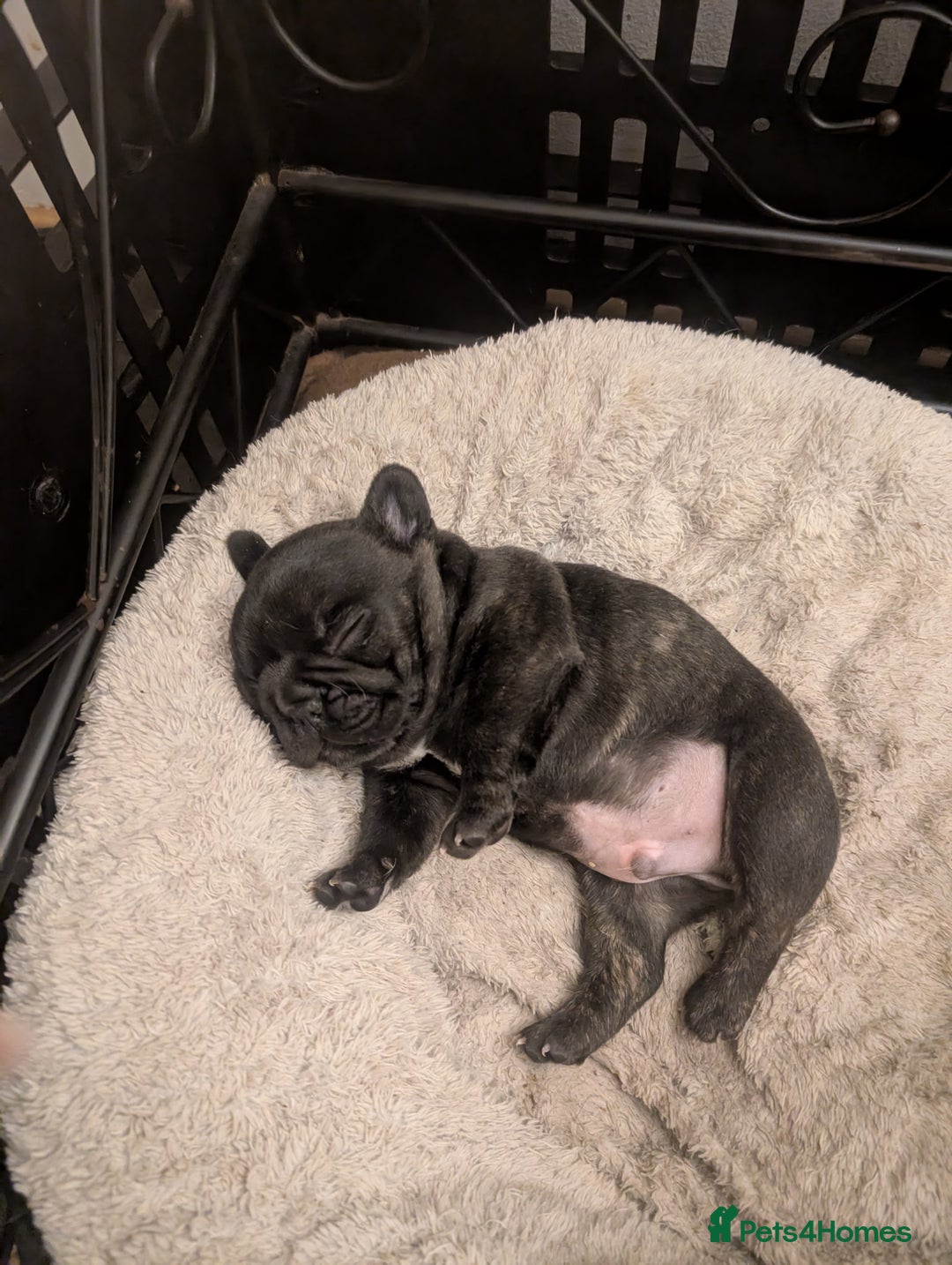 French Bulldog dogs for sale: French bulldog  - Image 4