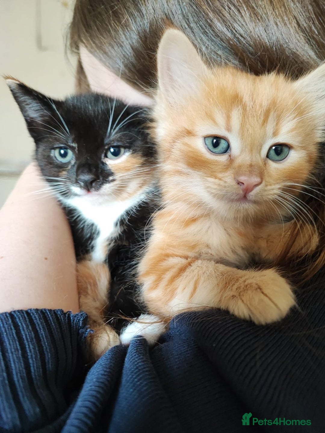British Shorthair cats for sale: two kittens for sale - Image 3