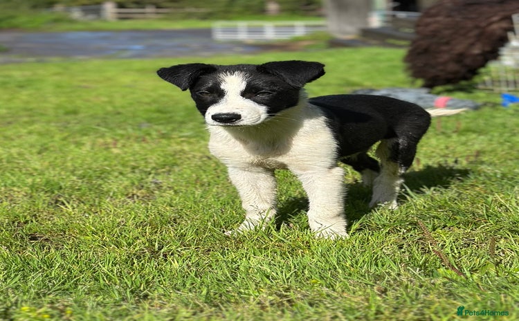 Border Collie dogs - Advert 15