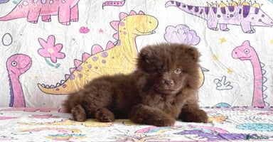 Siberian Husky dogs - Advert 5