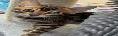 Bengal 3