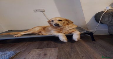 Golden Retriever dogs - Advert 14