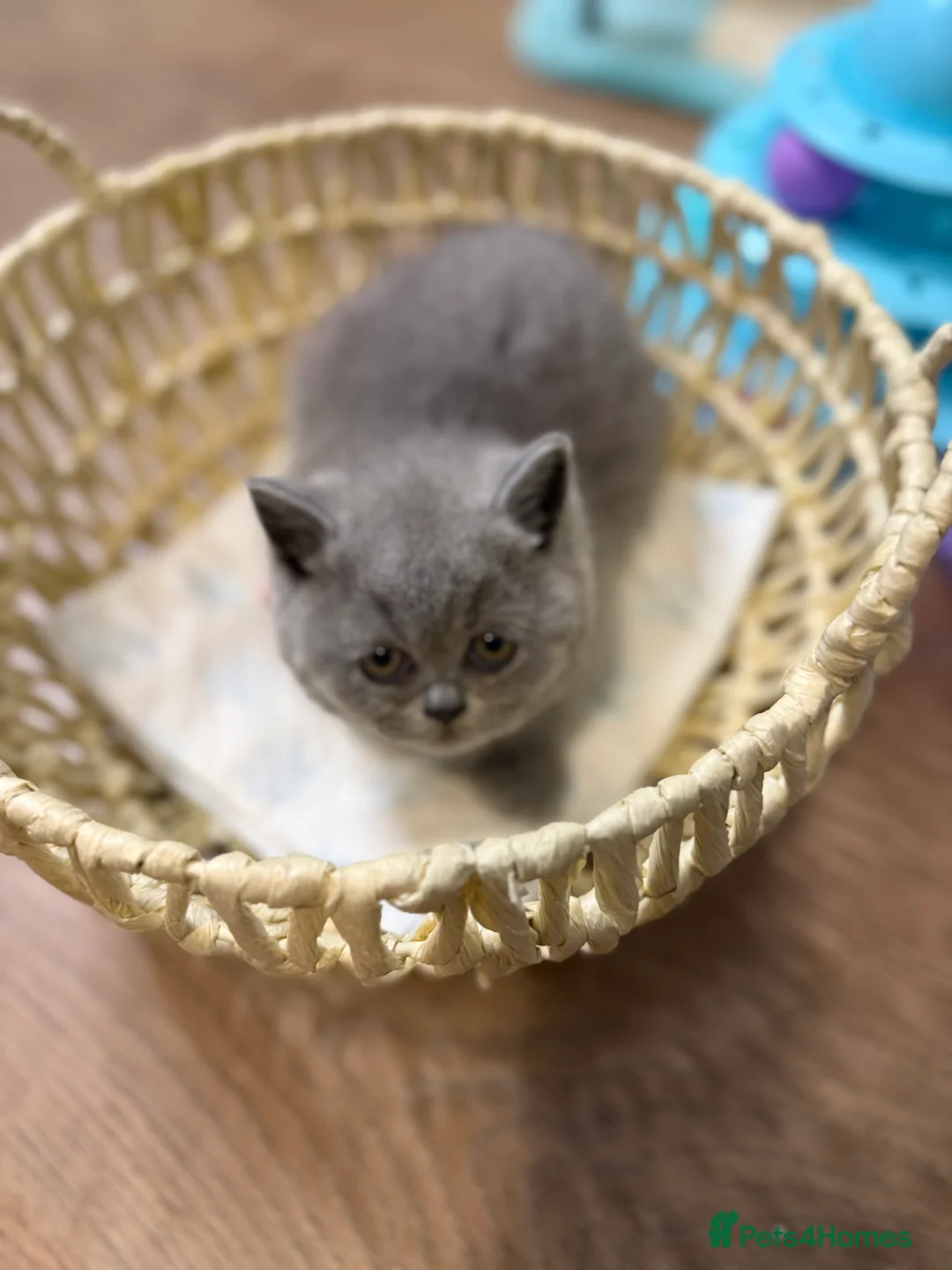 British Shorthair cats for sale: 100% Pure Pedigree Champion line Bsh Reg. Kitten - Advert 3