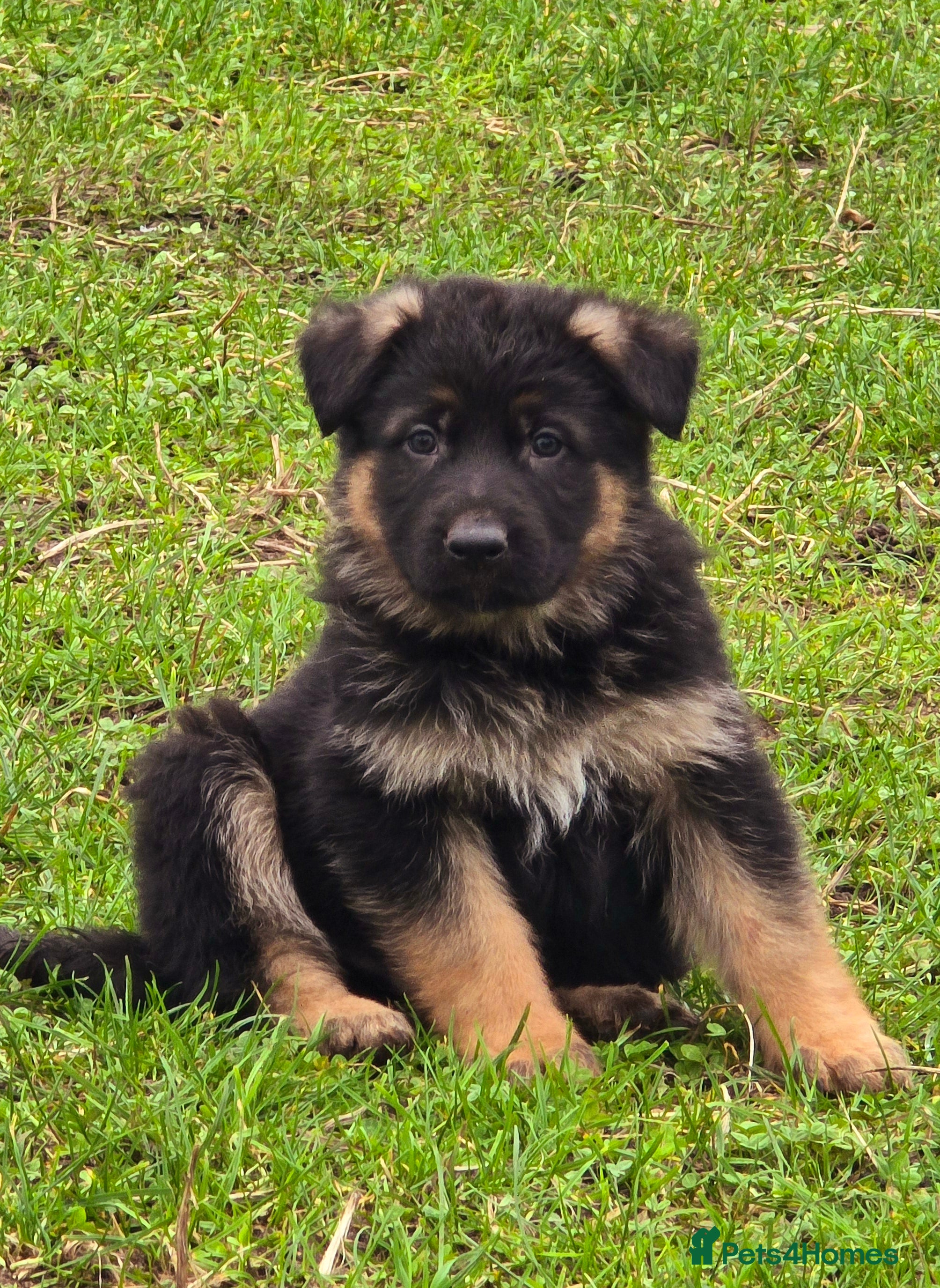 German Shepherd dogs German Shepherd Pups - Carefully Bred, Farm reared in Tarporley - Advert 13
