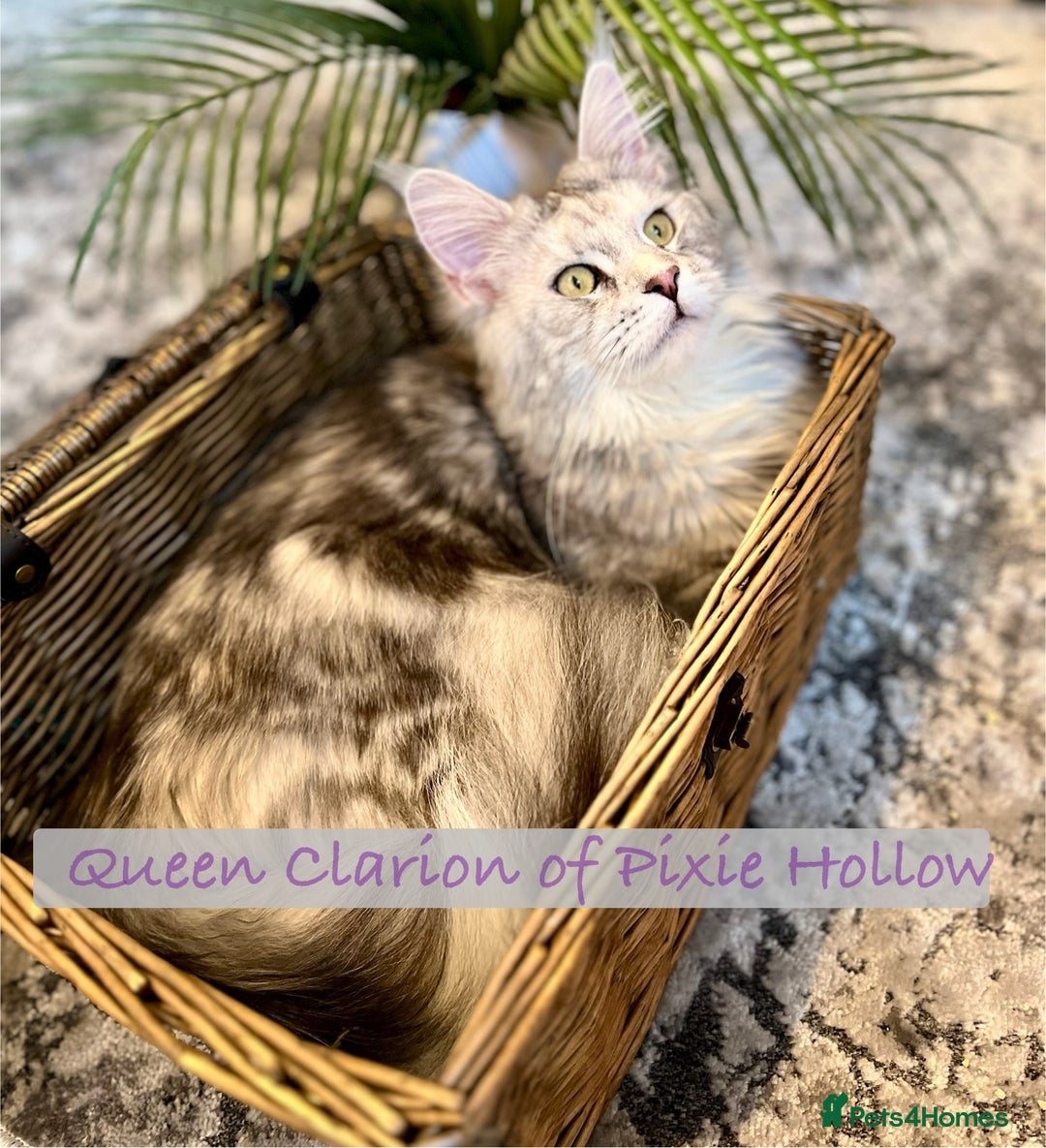 Maine Coon cats for sale: *READY* Stunning Tica Maine Coons - Image 14
