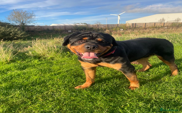 Rottweiler dogs - Advert 1