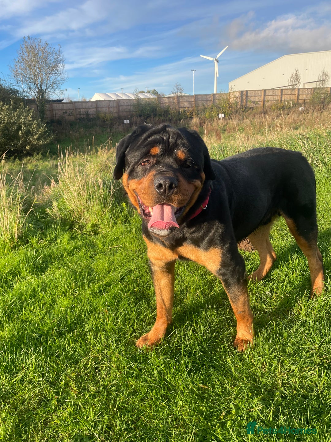 Rottweiler dogs for stud: Rottweiler - Image 1