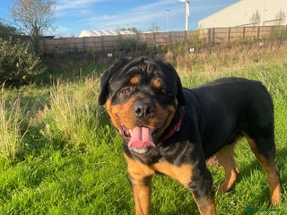 Rottweiler dogs for stud - Advert 1