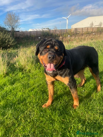 Rottweiler dogs - Advert 1