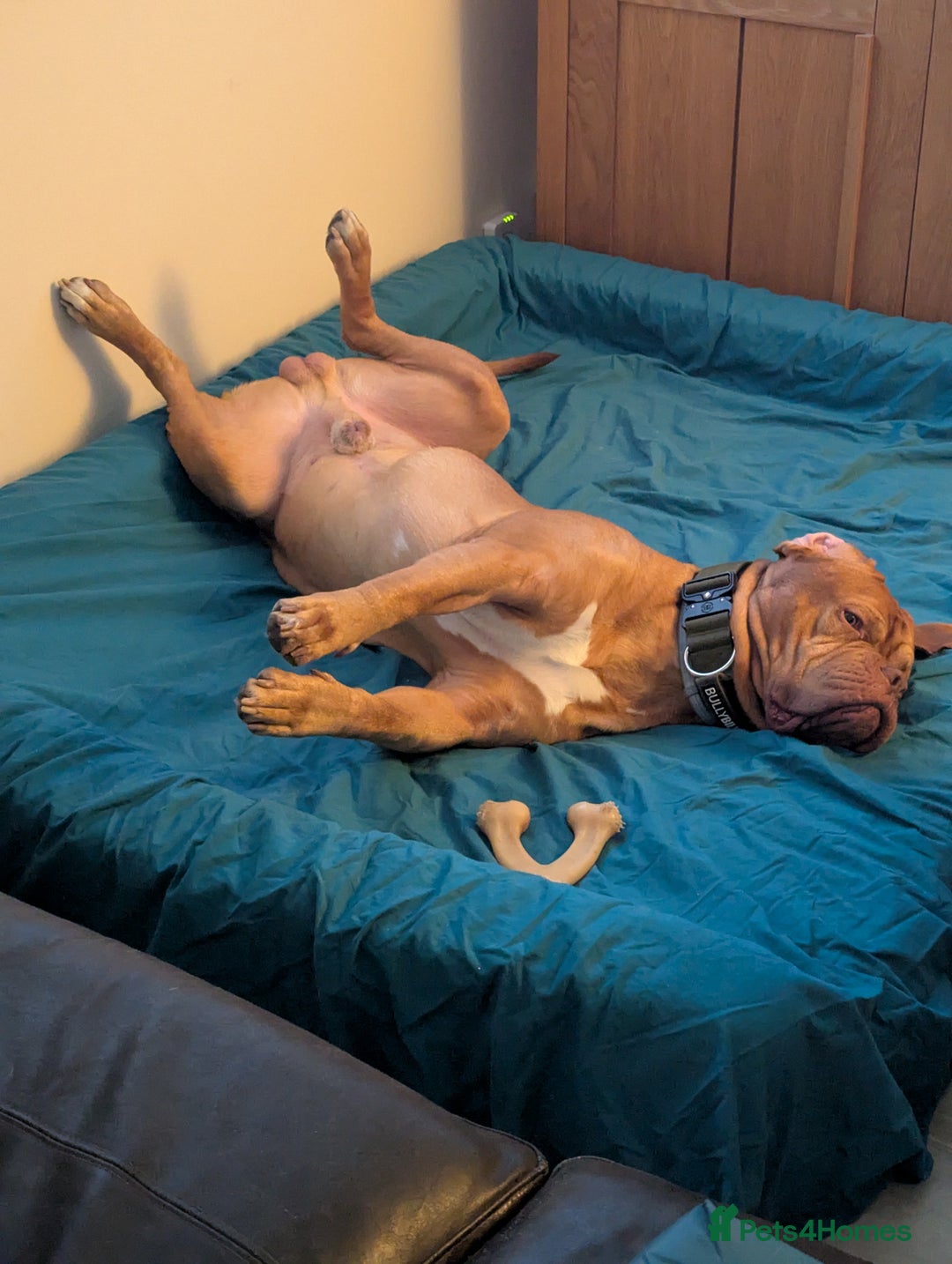 Dogue De Bordeaux dogs for sale: 2 YEAR OLD MALE DOGUE DE BORDEAUX KC REGISTERED - Advert 6