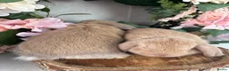 Mini Lop rabbits for sale: New born mini lop rabbits - Advert 3