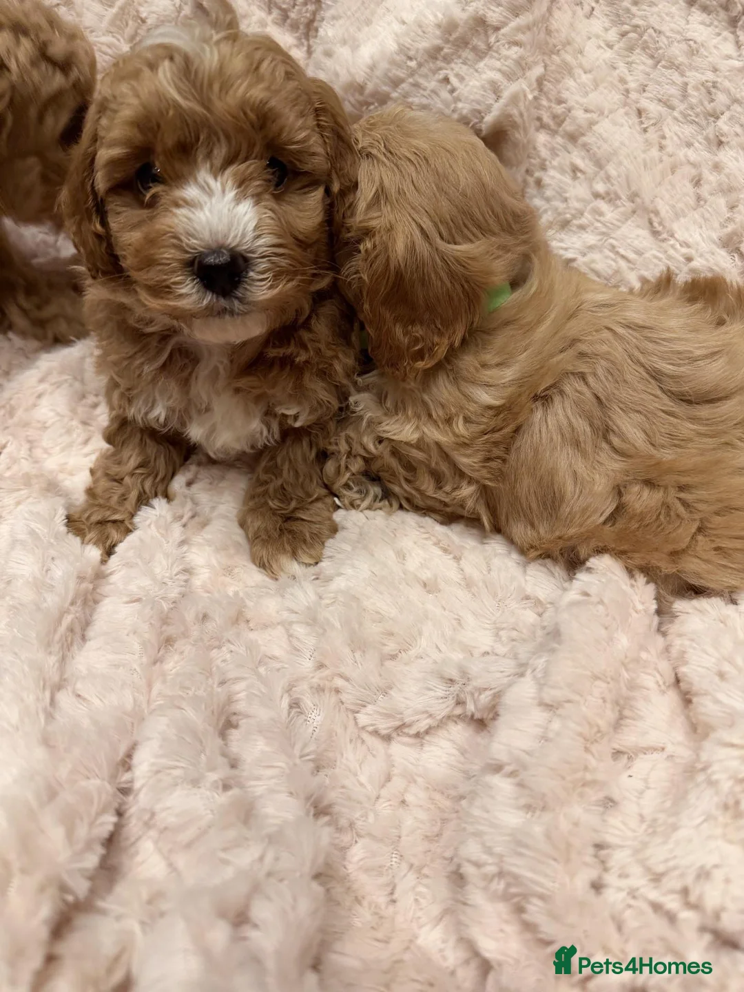 Maltipoo dogs for sale: Fully Health Tested F1 Toy Maltipoo Pups  in Northallerton - Advert 2
