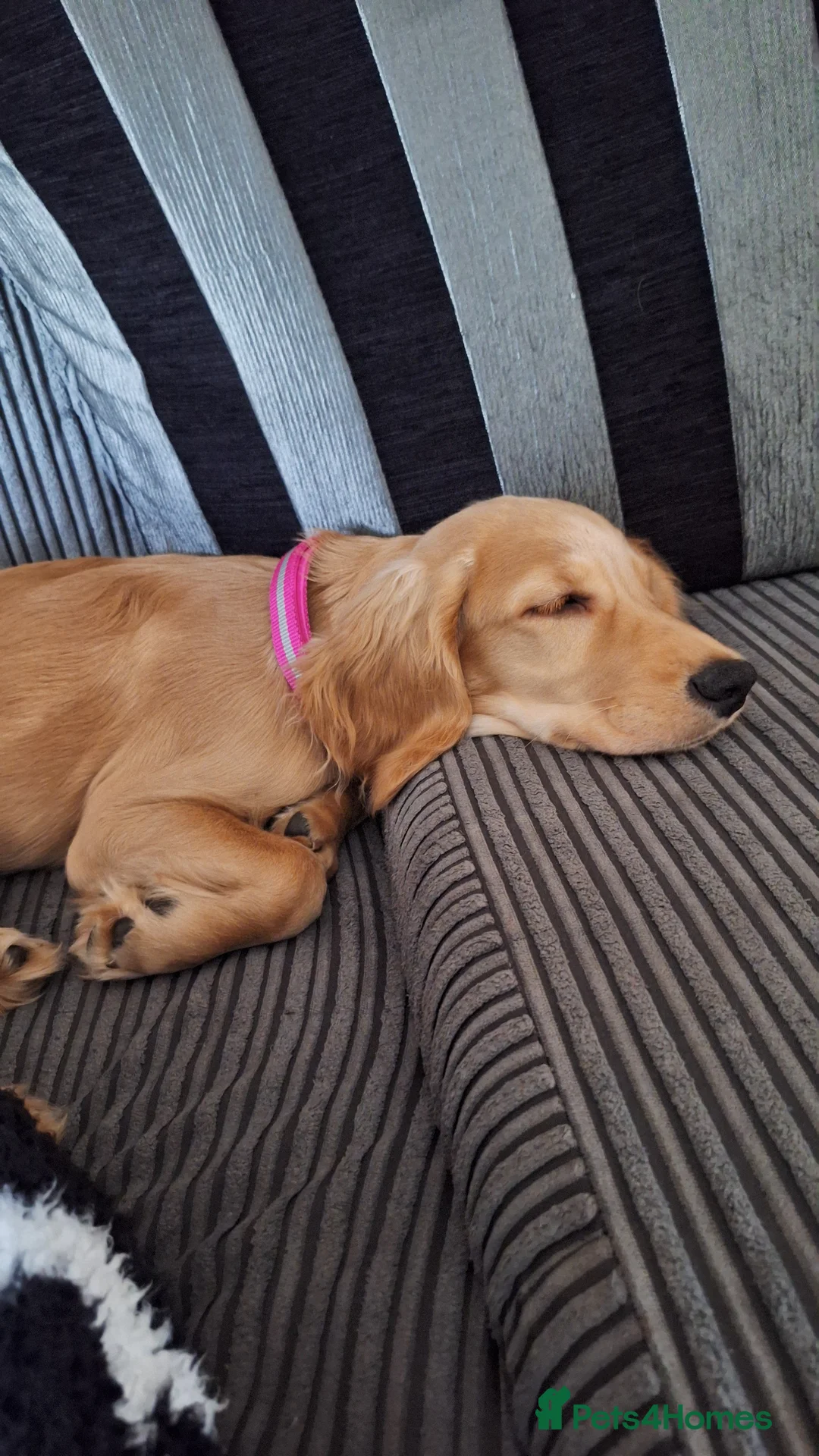 Cocker Spaniel dogs for sale: 1x Bitch Cocker Spaniel  - Advert 2