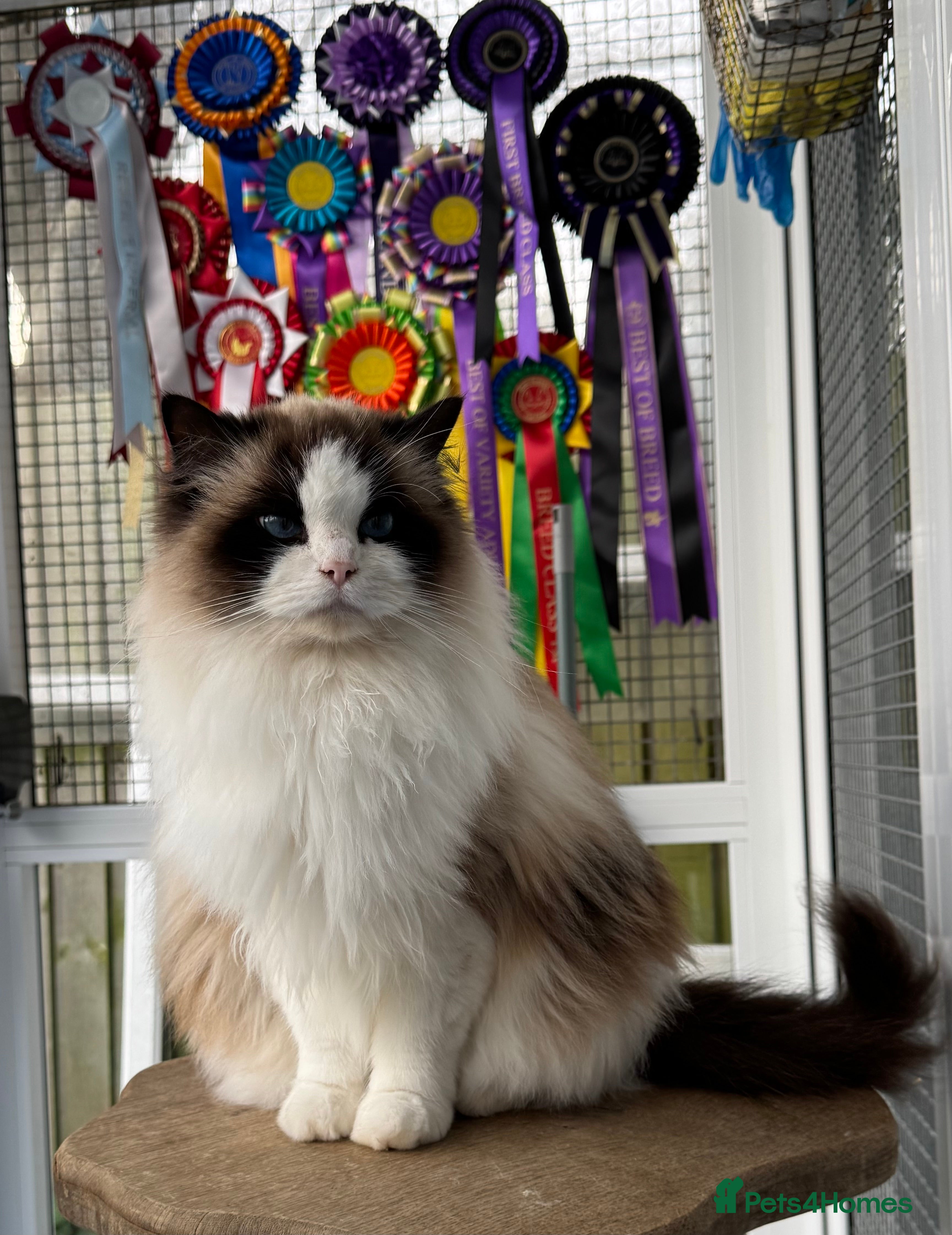 Ragdoll cats Champion Sired Ragdoll Kittens  - Advert 4