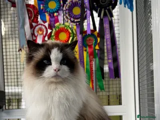 Ragdoll cats Champion Sired Ragdoll Kittens - Advert 3