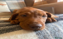 Hungarian Vizsla dogs for sale: *Bruno* Top class bred male Vizsla pup in Barnard Castle - Image 9