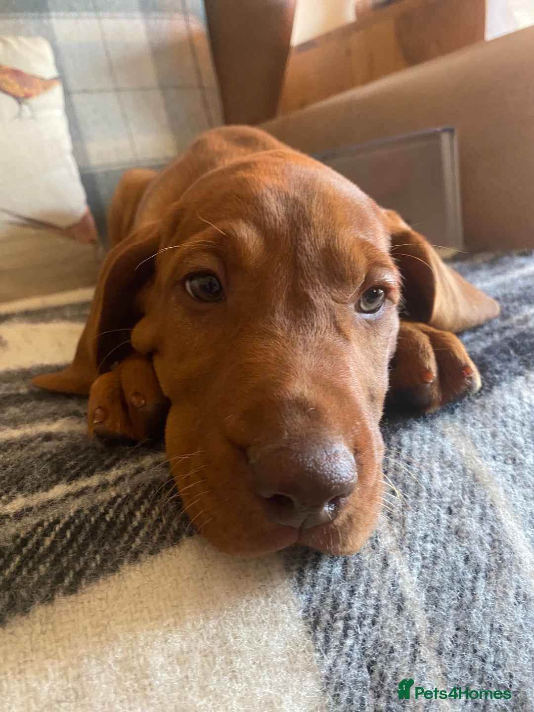 Hungarian Vizsla dogs for sale: *Bruno* Top class bred male Vizsla pup in Barnard Castle - Image 9