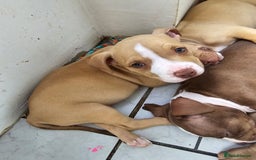 American Bully dogs for sale: Super chunky pocket bullies Ready to leave! - Image 13