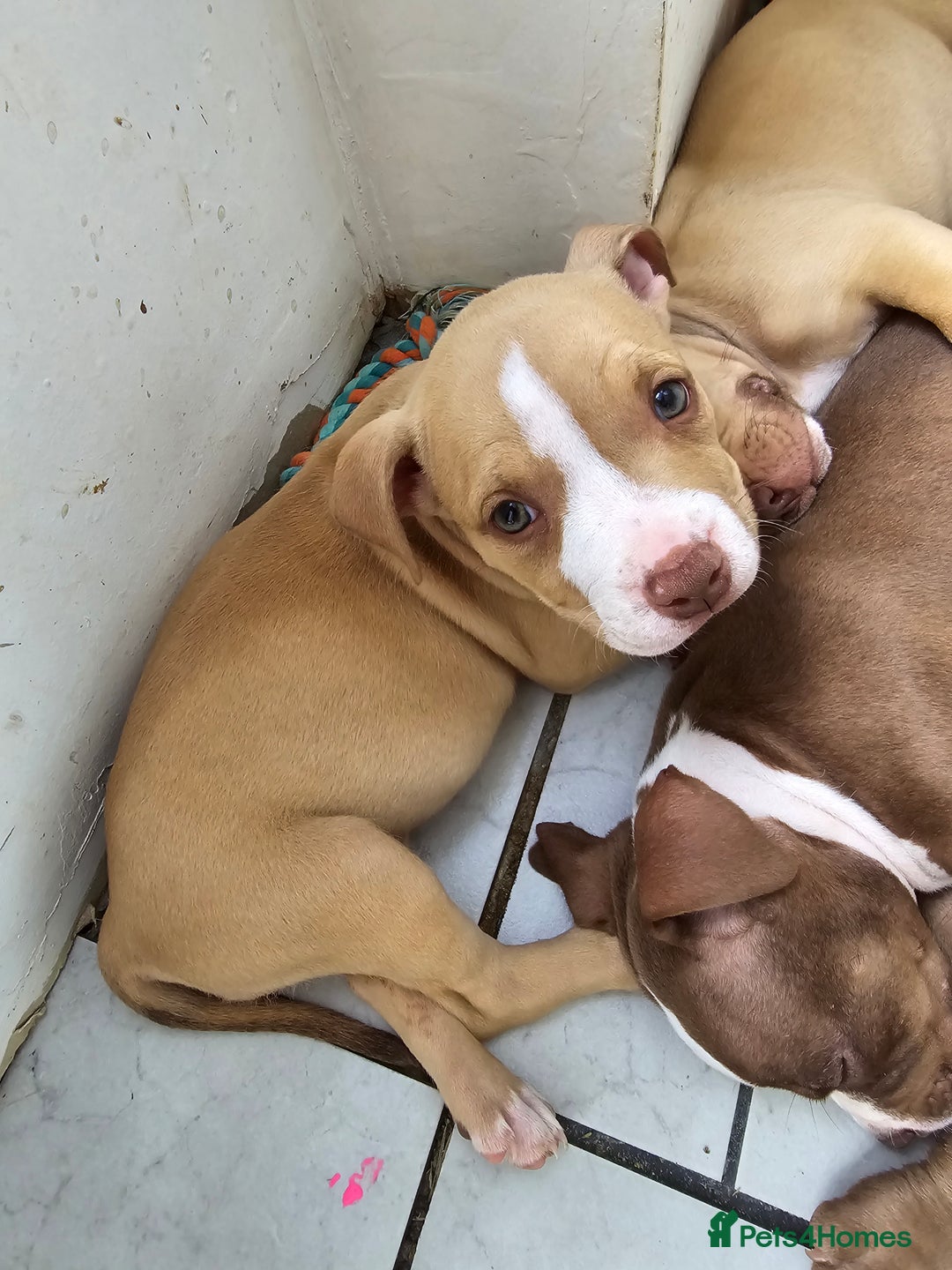 American Bully dogs for sale: Super chunky pocket bullies Ready to leave! - Image 13
