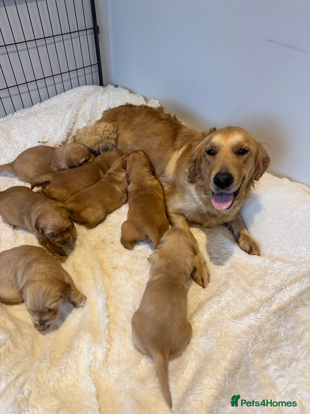 Golden Retriever dogs for sale: Beautiful KC Golden Retriever’s Health tested - Advert 1