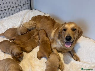 Golden Retriever dogs Beautiful KC Golden Retriever’s Health tested - Advert 2