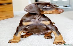 Dobermann dogs for sale: DOBERMAN PUPPIES WITH FANTASTIC PEDIGREE - Image 12