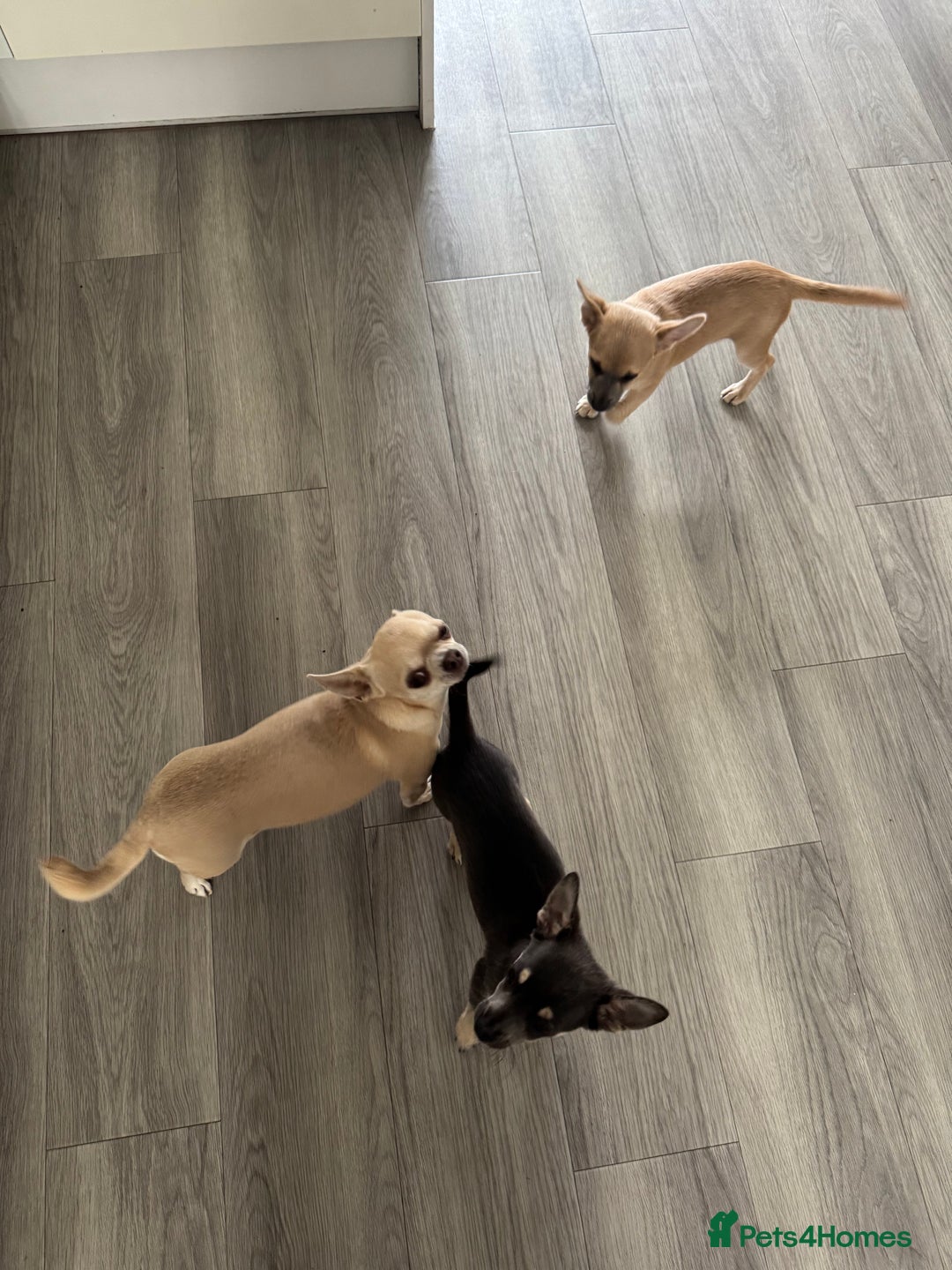 Chihuahua dogs for sale: 💙💛 Blue & tan pure breed deer head chihuahuas 💙 - Image 12