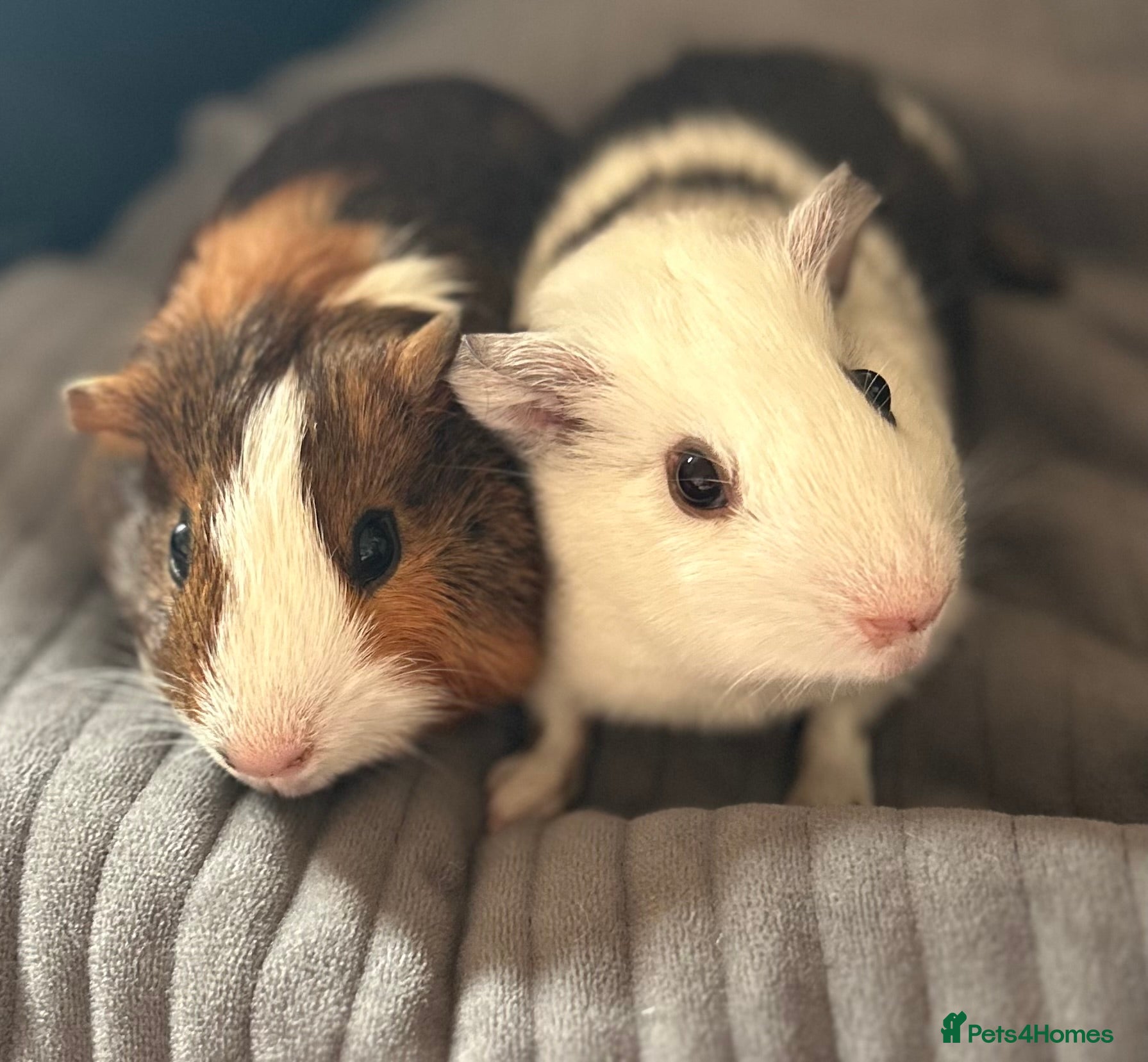 Guinea Pig rodents 2 male guinea pigs  - Advert 1