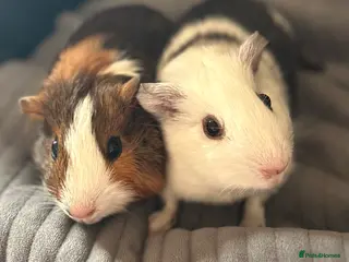Guinea Pig rodents 2 male guinea pigs - Advert 1