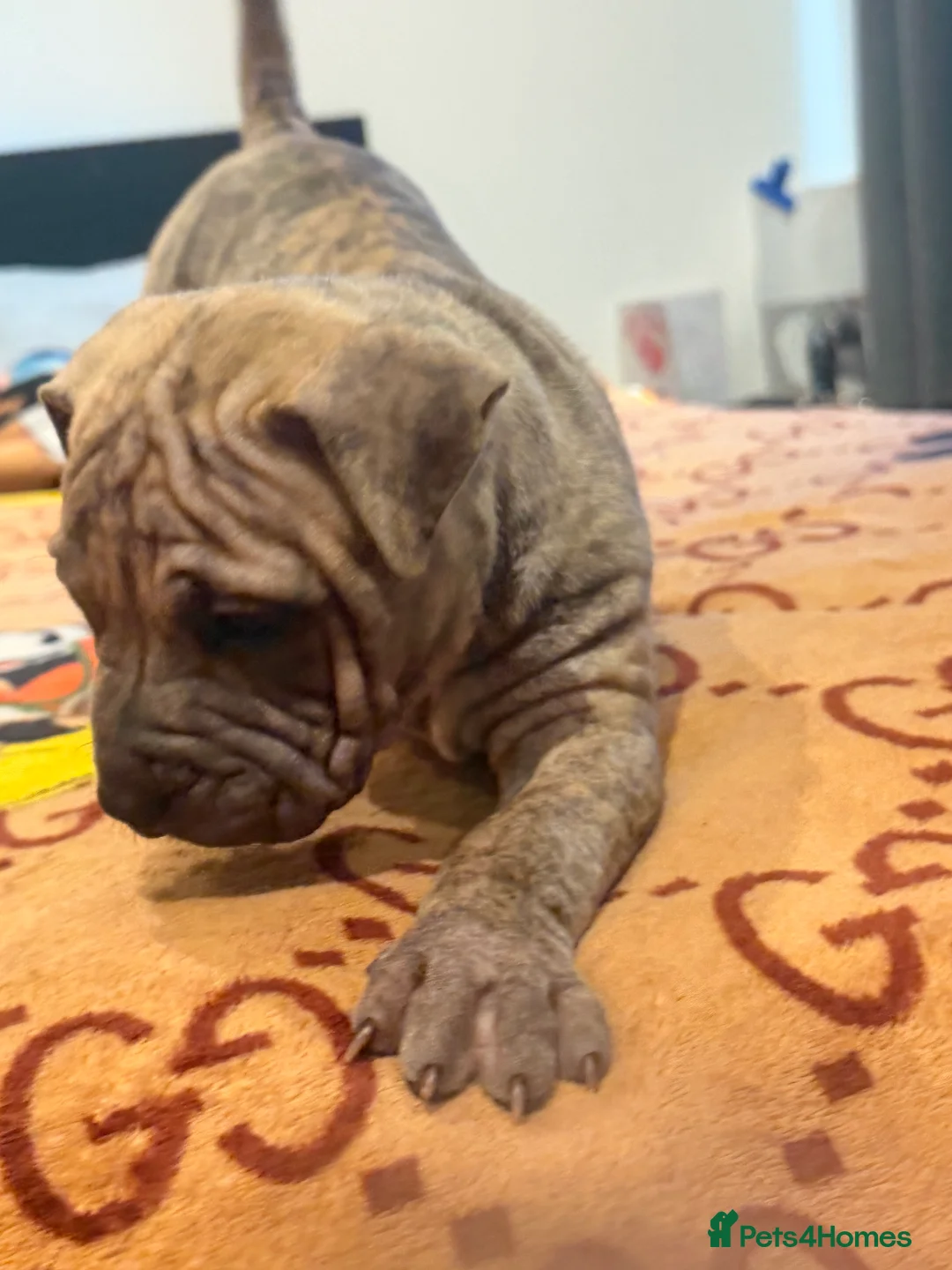 Mixed Breed dogs for sale: Sharpei/Mastiff x Staff - Ready 4 New Homes  - Advert 15