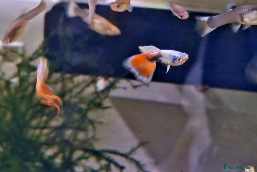 Bettas fish for sale: topaz guppies albino mix - Advert 4