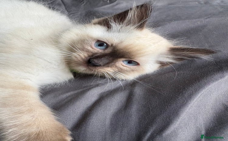 Ragdoll cats - Advert 5