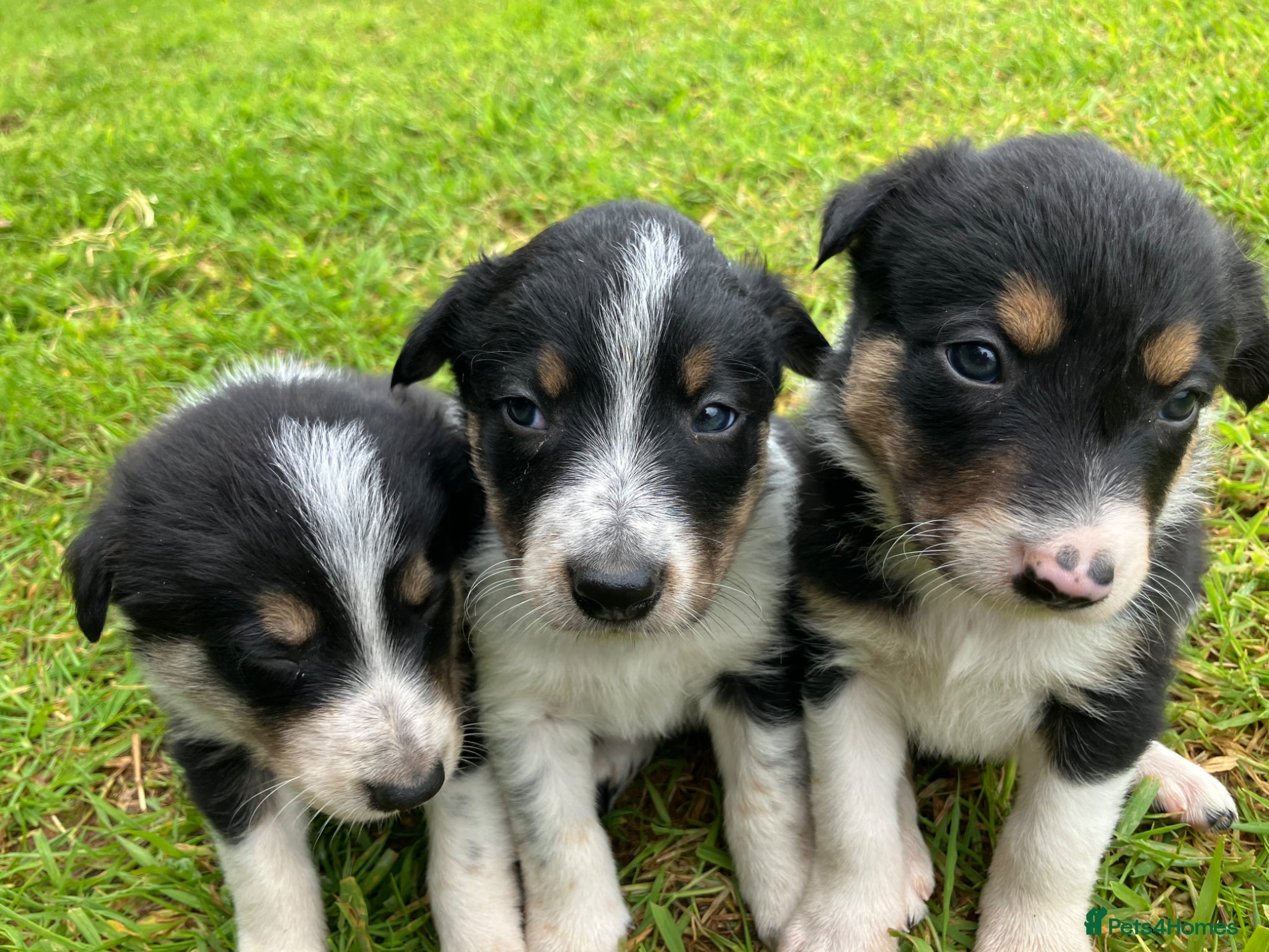 Border Collie dogs  10 Beautiful tri colour border collie puppies - Advert 12