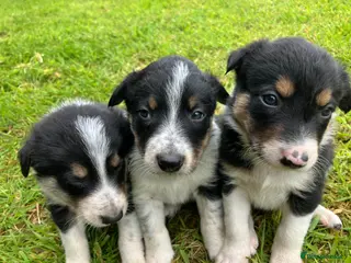 Border Collie dogs 10 Beautiful tri colour border collie puppies - Advert 12