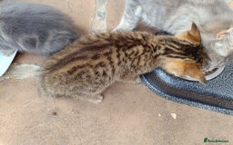 Mixed Breed cats for sale: Adorable kitties ready to go.  - Image 14
