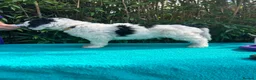 Spanish Water Dog dogs for sale: Spanish Water Dog - Advert 15