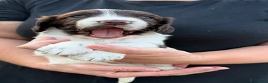 Cocker Spaniel 4